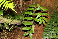 Ripogonum discolor