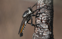 Blepharotes rischbiethi