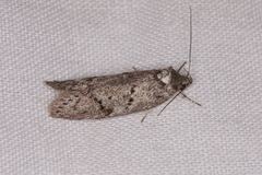 Ericrypsina chorodoxa