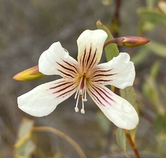 Marianthus bicolor