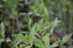 Agriocnemis kalinga