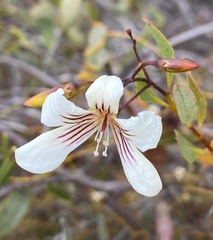 Marianthus bicolor