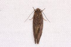 Syncometes vilis