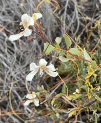 Marianthus bicolor