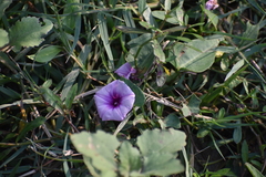 Ipomoea aquatica