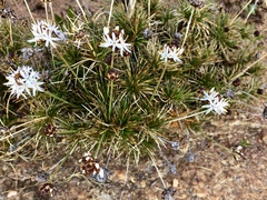 Borya constricta