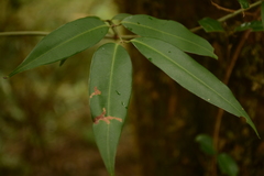 Rhododendron pseudochrysanthum