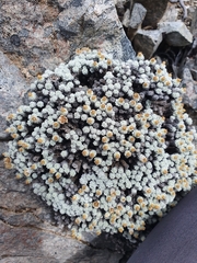 Leucogenes grandiceps × Raoulia mammillaris