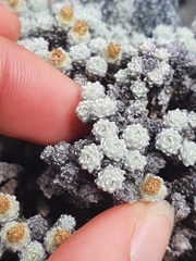 Leucogenes grandiceps × Raoulia mammillaris