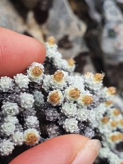 Leucogenes grandiceps × Raoulia mammillaris