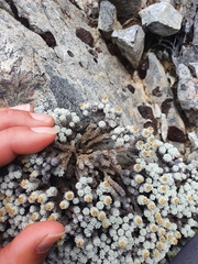 Leucogenes grandiceps × Raoulia mammillaris