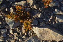 Austrolycopodium fastigiatum