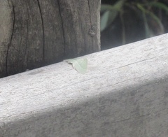 Poecilasthena euphylla