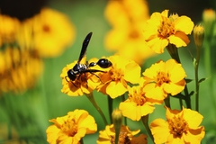 Zethus spinipes variegatus