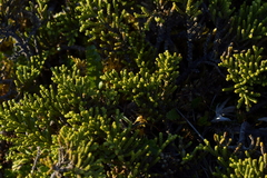 Veronica tetragona subsimilis