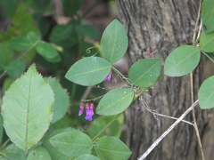Vicia pseudo-orobus