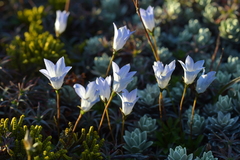 Wahlenbergia pygmaea pygmaea