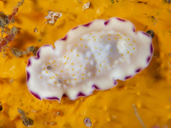 Goniobranchus rufomaculatus