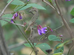 Vicia pseudo-orobus
