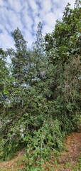 Ficus benghalensis