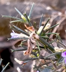Haplanthodes verticillatus