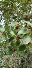 Ficus benghalensis