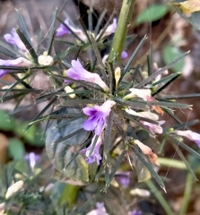 Haplanthodes verticillatus