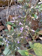 Haplanthodes verticillatus