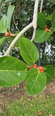 Ficus benghalensis
