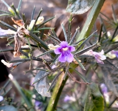 Haplanthodes verticillatus