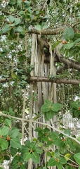 Ficus benghalensis