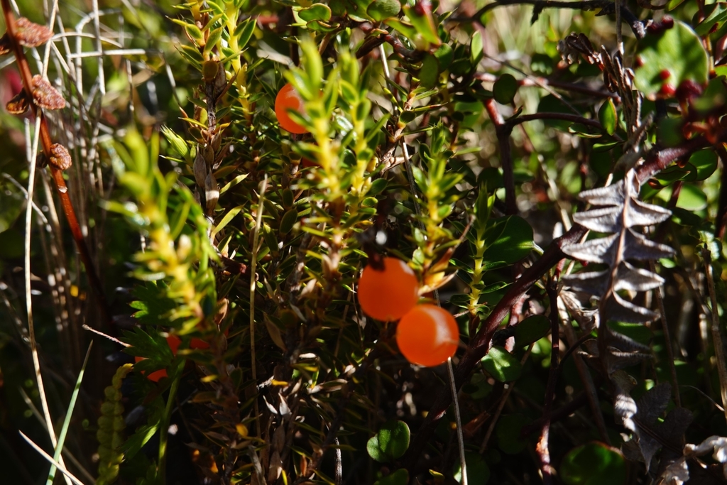 Styphelia nesophila, Hopkins Valley, New Zealand, by jamesmifan