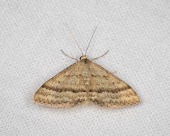 Scopula lydia