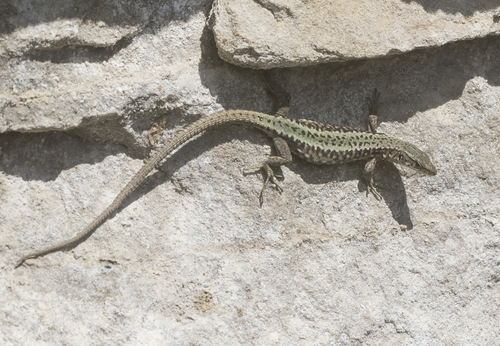 Rock Lizard