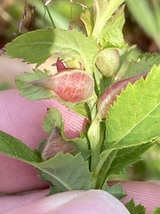 Dasineura salicifoliae