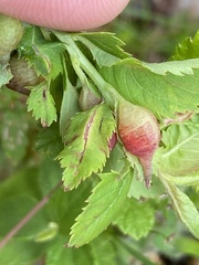 Dasineura salicifoliae