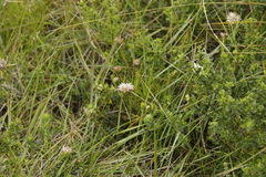 Phylica dodii
