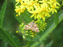 Chrysolarentia polycarpa