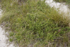 Phylica dodii
