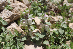 Lamium tomentosum