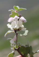 Lamium tomentosum