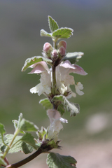 Lamium tomentosum