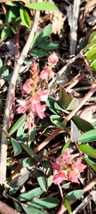 Indigofera hendecaphylla