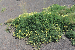 Medicago glomerata