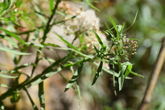 Pluchea salicifolia