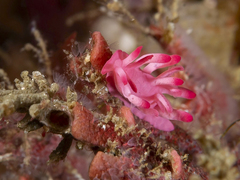 Okenia atkinsonorum