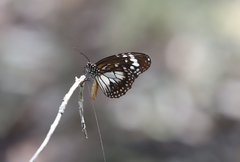 Danaus affinis affinis
