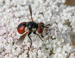 Gymnosoma dolycoridis