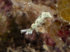Thuridilla carlsoni