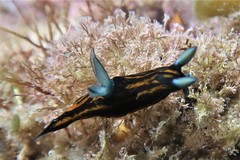Roboastra gracilis